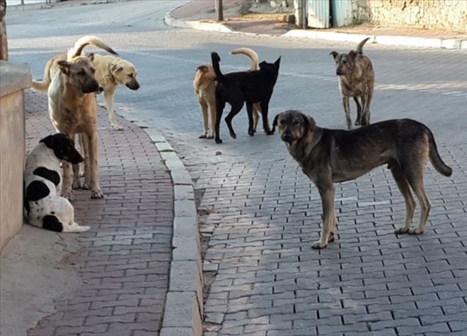 BAŞIBOŞ KÖPEKLER YİNE PİYASADA