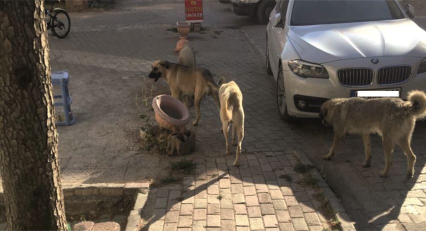 BAŞIBOŞ KÖPEKLER NE OLACAK?